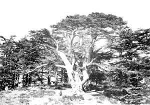 Cedars: Mount Lebanon, the largest of the Cedars c1857