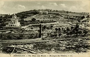 Olives: Mount of Olives, Jerusalem