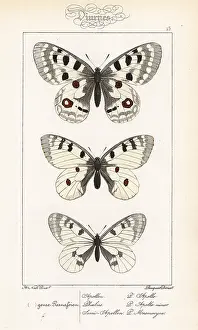 Pauquet: Mountain apollo, small apollo and clouded apollo