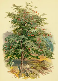 Rowan: MOUNTAIN ASH TREE