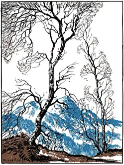 Birches: Mountain and Birch Trees (3 colour design)