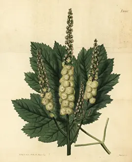 Weddell: Mountain black-cohosh, Actaea podocarpa