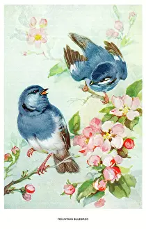 Bowley: Mountain bluebirds