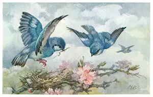 Bowley: Mountain bluebirds