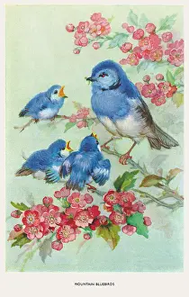Bowley: Mountain bluebirds