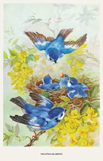 Bowley: Mountain bluebirds