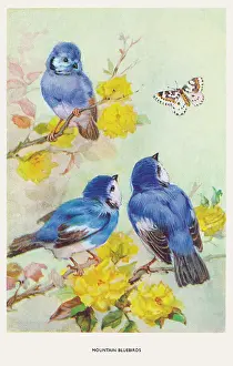 Bowley: Mountain bluebirds