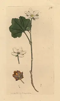 Bramble: Mountain bramble or cloudberry, Rubus chamaemorus