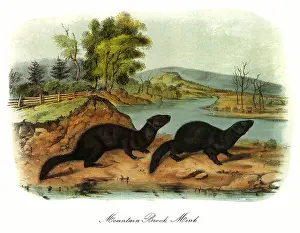 Minks: Mountain Brook Minks