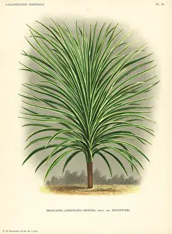 Dracaena: Mountain cabbage tree, Cordyline indivisa