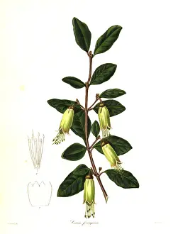 Ferruginea: Mountain correa, Correa lawrenceana