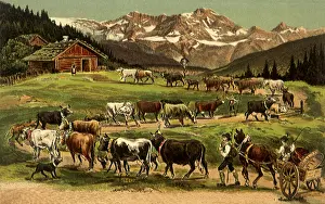 Winds: Mountain Cows of Europe