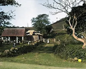 Outback: Mountain Dairy, Illawarra District, Australia