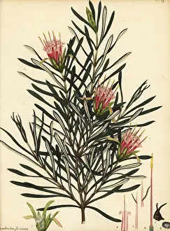 New South Wales: Mountain devil, Lambertia formosa