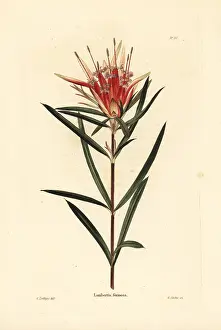 Loddiges: Mountain devil, Lambertia formosa