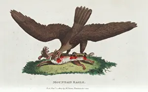 The Kings College Archives And Special Collections: Mountain eagle