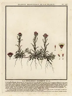 18th Century: Mountain everlasting, Antennaria dioica