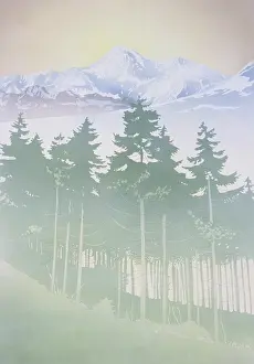 Conifers: Mountain fir tree forest