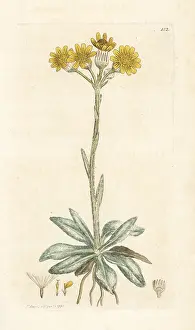 Cineraria: Mountain fleawort, Tephroseris integrifolia