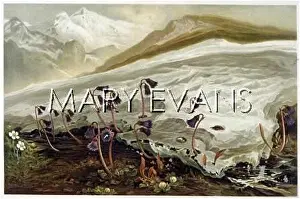 Snows: MOUNTAIN FLORA