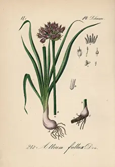Garlic: Mountain garlic, Allium lusitanicum