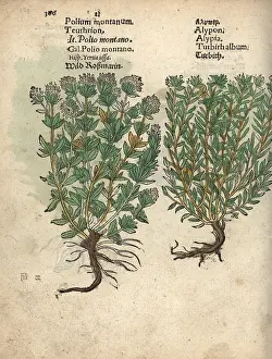 Germander: Mountain germander, Teucrium montanum, and