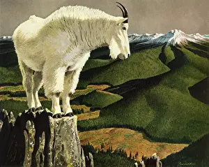 Precipice: Mountain Goat