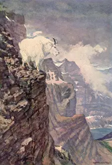 Peering: Mountain Goat on Cliff