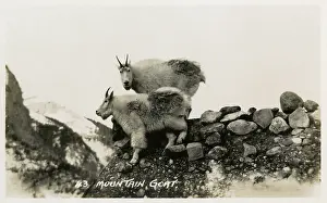 Banff: Mountain Goats in Canada