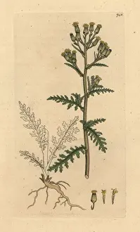 Sylvaticus: Mountain groundsel, Senecio sylvaticus