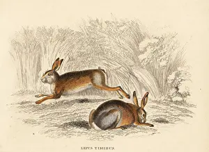 Bildersaal: Mountain hare, Lepus timidus