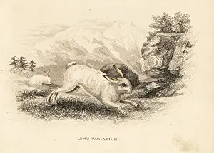 Bildersaal: Mountain hare, Lepus timidus