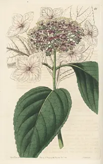 Clapton: Mountain hydrangea, Hydrangea serrata