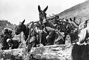 Mules: Mountain infantry during an ecxercise, 1936