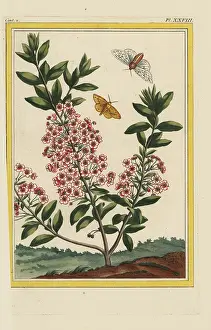 Kalmia: Mountain laurel, Kalmia latifolia