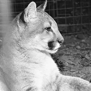 Zological: Mountain Lion, aka Cougar