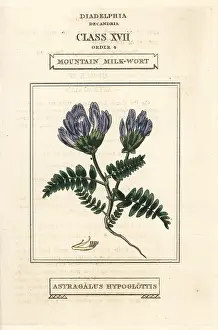 Astragalus: Mountain milkwort, Astragalus hypoglottis