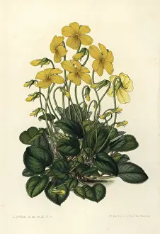 Stroobant: Mountain pansy, Viola lutea