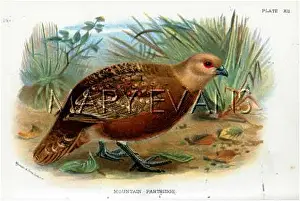 Perdix: MOUNTAIN PARTRIDGE