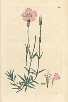 Caesius: Mountain pink, Dianthus caesius