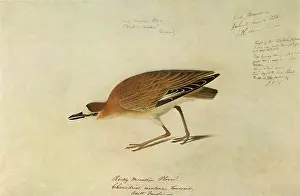 Plover: Mountain Plover