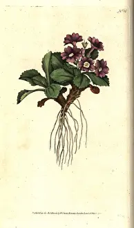 Villosa: Mountain primula, Primula villosa