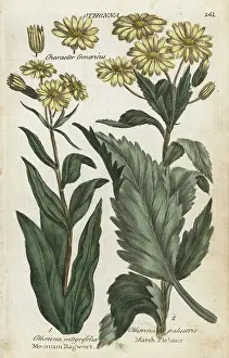 Ragwort: Mountain ragwort and marsh fleabane
