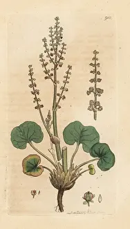 Rumex: Mountain sorrel, Oxyria digyna