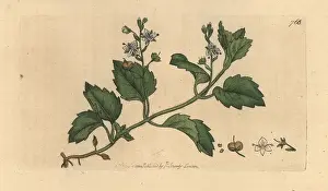 Speedwell: Mountain speedwell, Veronica montana