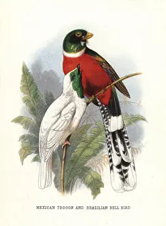 1817 1893: Mountain trogon, Trogon mexicanus, and bare-throated