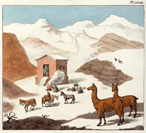 Cuevas: Mountain valley of Cuevas with llamas, Chile, South America