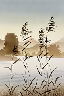 Wispy: Mountain valley lake with reeds