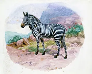 Weich: Mountain Zebra, 1897