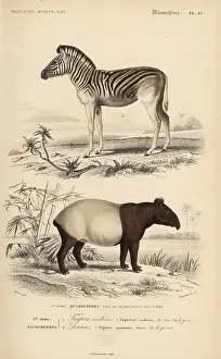 Indicus: Mountain zebra (vulnerable) and Malayan tapir (endangered)